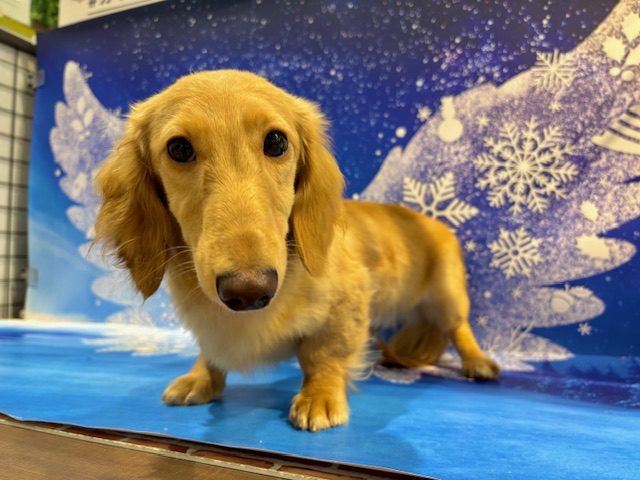 栃木県のミニチュアダックスフンド(ロング) (ペッツワン小山店/2025年7月25日生まれ/男の子/ゴールド)の子犬の3枚目の画像