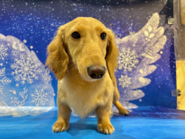 栃木県のミニチュアダックスフンド(ロング) (ペッツワン小山店/2025年7月25日生まれ/男の子/ゴールド)の子犬の4枚目の画像