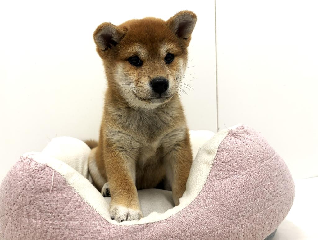 栃木県の柴犬(標準サイズ) (ペッツワン宇都宮平出店/2025年8月23日生まれ/女の子/赤)の子犬の4枚目の画像