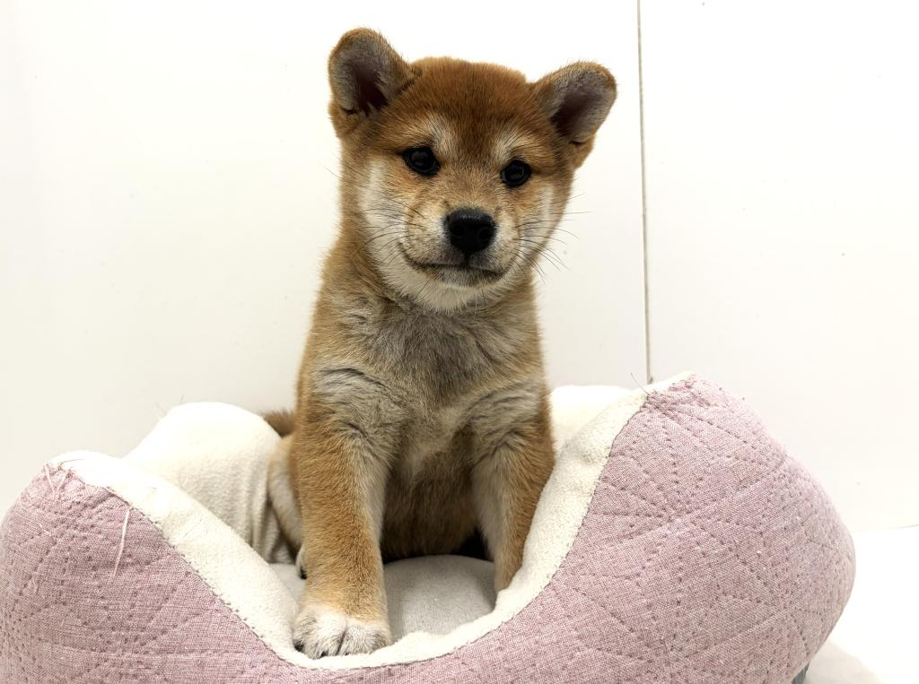 栃木県の柴犬(標準サイズ) (ペッツワン宇都宮平出店/2025年8月23日生まれ/女の子/赤)の子犬の2枚目の画像