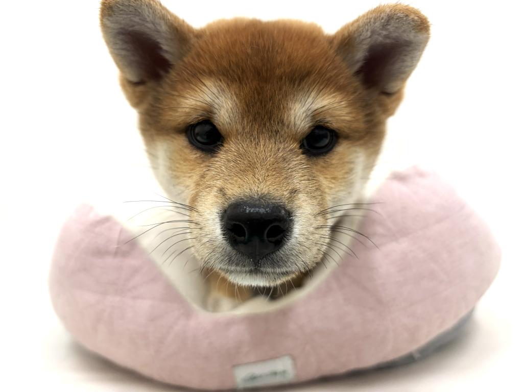 栃木県の柴犬(標準サイズ) (ペッツワン宇都宮平出店/2025年8月23日生まれ/女の子/赤)の子犬の3枚目の画像