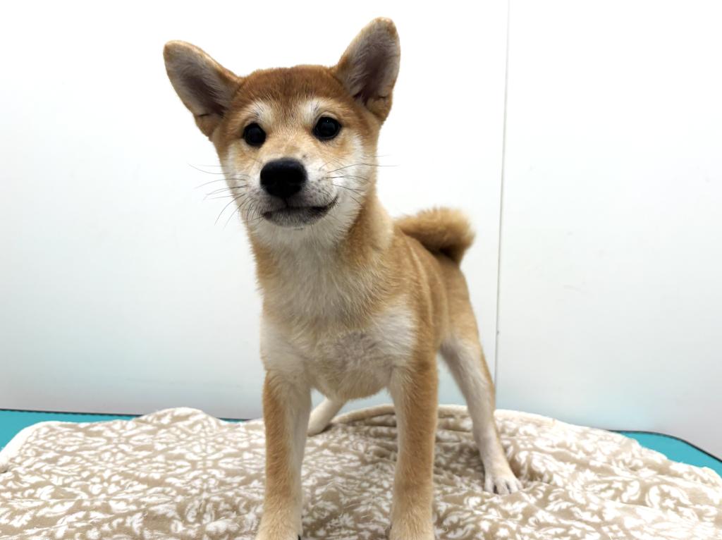 栃木県の柴犬(標準サイズ) (ペッツワン宇都宮平出店/2025年8月23日生まれ/女の子/赤)の子犬の1枚目の画像