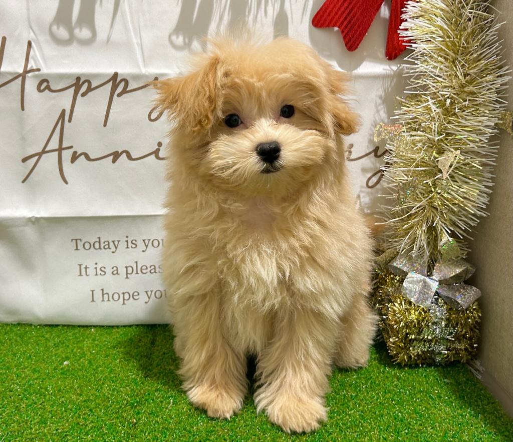 茨城県のハーフ犬・ミックス犬 (ペッツワン水戸店/2025年8月21日生まれ/男の子/アプリコット)の子犬の4枚目の画像