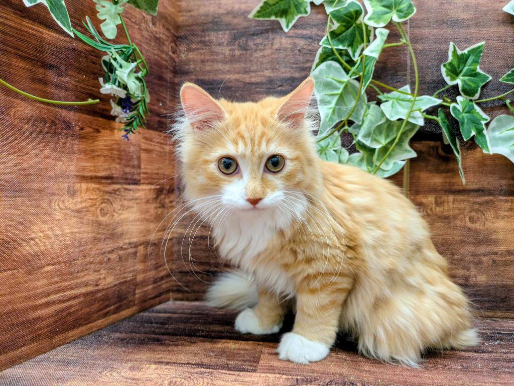 千葉県のサイベリアン (ペッツワン市原店/2025年8月19日生まれ/男の子/レッドタビー/WHT)の子猫の2枚目の画像