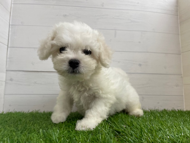 茨城県のビションフリーゼ (ペッツワン日立店/2025年4月16日生まれ/男の子/ホワイト)の子犬