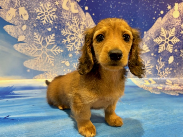 栃木県のカニンヘンダックスフンド(ロング) (ペッツワン小山店/2026年1月1日生まれ/女の子/レッド)の子犬の1枚目の画像