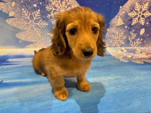 栃木県のカニンヘンダックスフンド(ロング) (ペッツワン小山店/2026年1月1日生まれ/女の子/レッド)の子犬の2枚目の画像