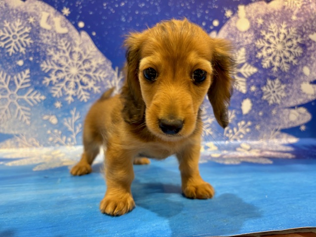 栃木県のカニンヘンダックスフンド(ロング) (ペッツワン小山店/2026年1月1日生まれ/女の子/レッド)の子犬の3枚目の画像