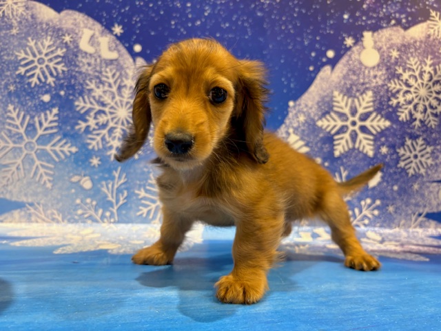 栃木県のカニンヘンダックスフンド(ロング) (ペッツワン小山店/2026年1月1日生まれ/女の子/レッド)の子犬の4枚目の画像