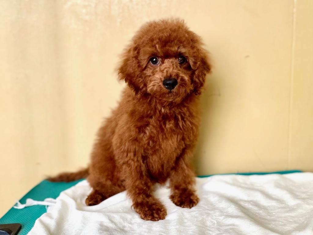 茨城県のトイプードル(トイ) (OneBuddyトモニー水戸店/2026年1月2日生まれ/男の子/レッド)の子犬