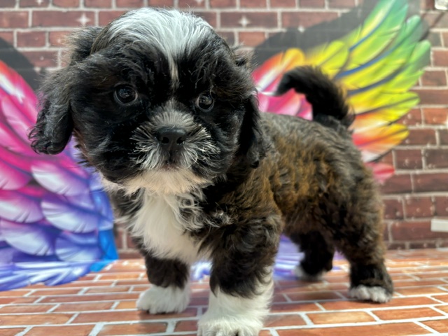 栃木県のハーフ犬・ミックス犬 (ペッツワン小山店/2026年2月28日生まれ/男の子/その他色)の子犬
