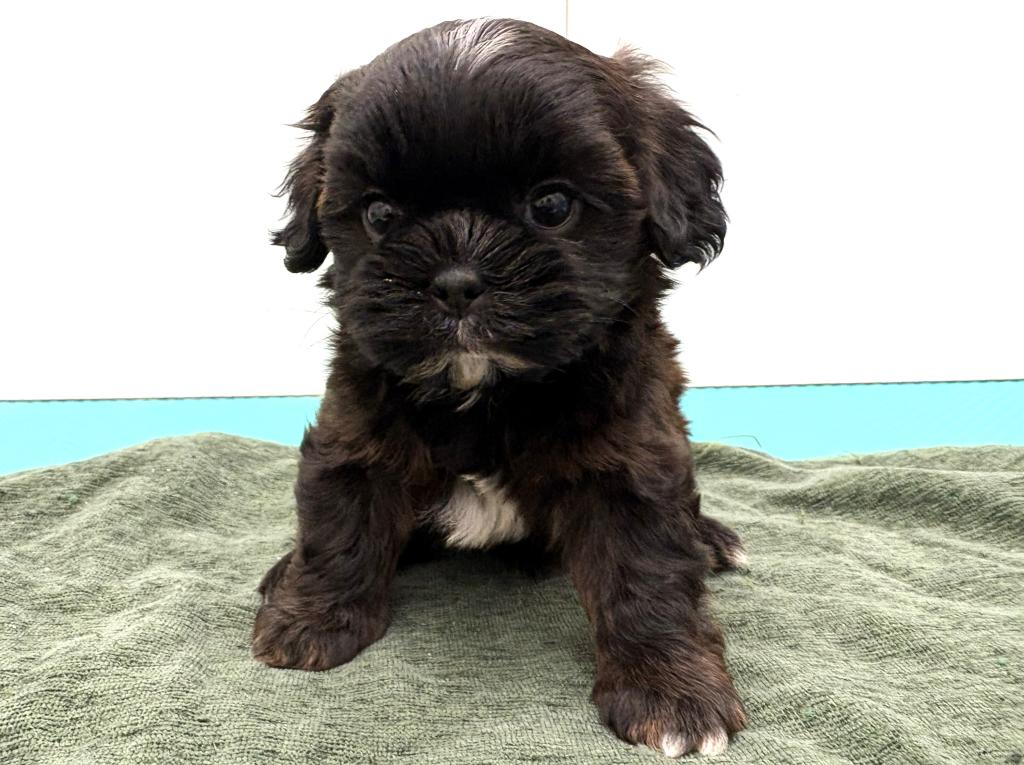 栃木県のハーフ犬・ミックス犬 (ペッツワン宇都宮平出店/2026年2月28日生まれ/男の子/その他色)の子犬の1枚目の画像