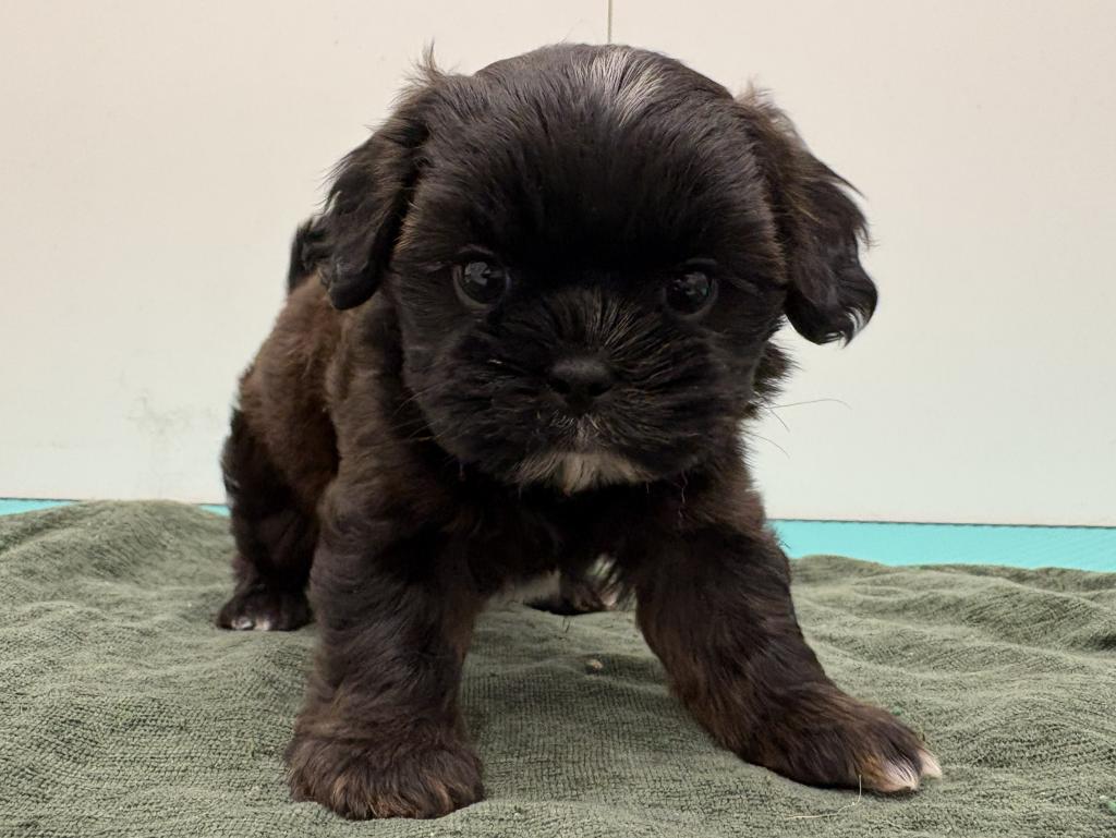 栃木県のハーフ犬・ミックス犬 (ペッツワン宇都宮平出店/2026年2月28日生まれ/男の子/その他色)の子犬の2枚目の画像