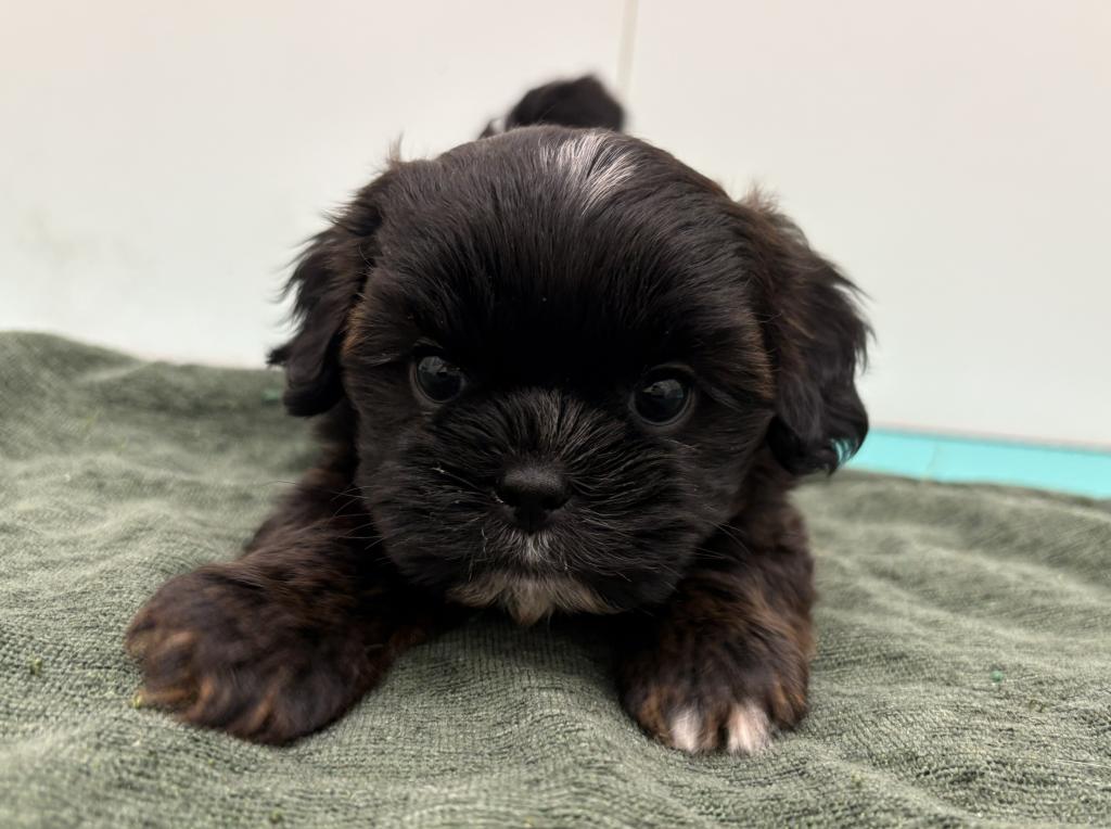 栃木県のハーフ犬・ミックス犬 (ペッツワン宇都宮平出店/2026年2月28日生まれ/男の子/その他色)の子犬の3枚目の画像
