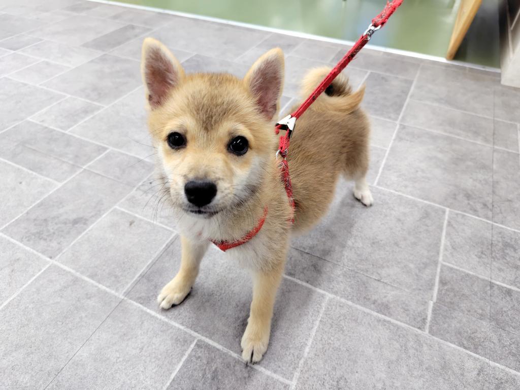 茨城県の柴犬(標準サイズ) (OneBuddyトモニー水戸店/2026年2月20日生まれ/女の子/赤)の子犬の2枚目の画像