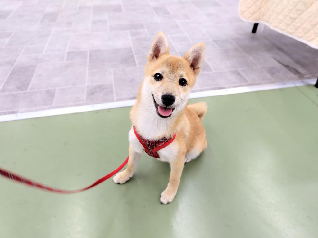 茨城県の柴犬(標準サイズ) (OneBuddyトモニー水戸店/2026年2月20日生まれ/女の子/赤)の子犬の3枚目の画像