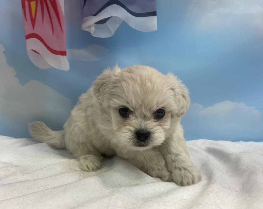 東京都のハーフ犬・ミックス犬 (OneBuddy町田三輪店/2026年3月7日生まれ/女の子/ホワイト)の子犬の1枚目の画像