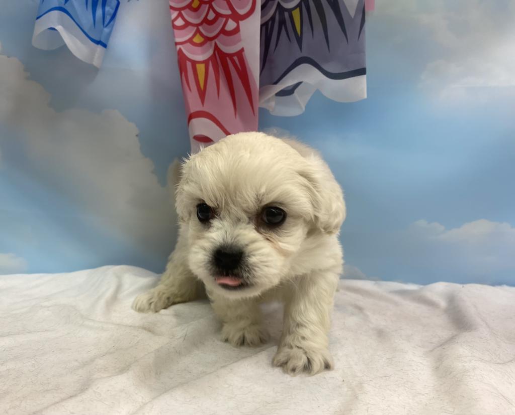 東京都のハーフ犬・ミックス犬 (OneBuddy町田三輪店/2026年3月7日生まれ/女の子/ホワイト)の子犬の3枚目の画像