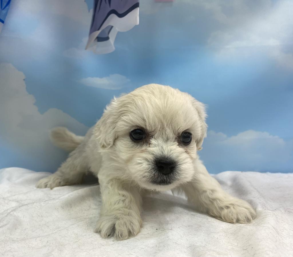 東京都のハーフ犬・ミックス犬 (OneBuddy町田三輪店/2026年3月7日生まれ/女の子/ホワイト)の子犬の4枚目の画像
