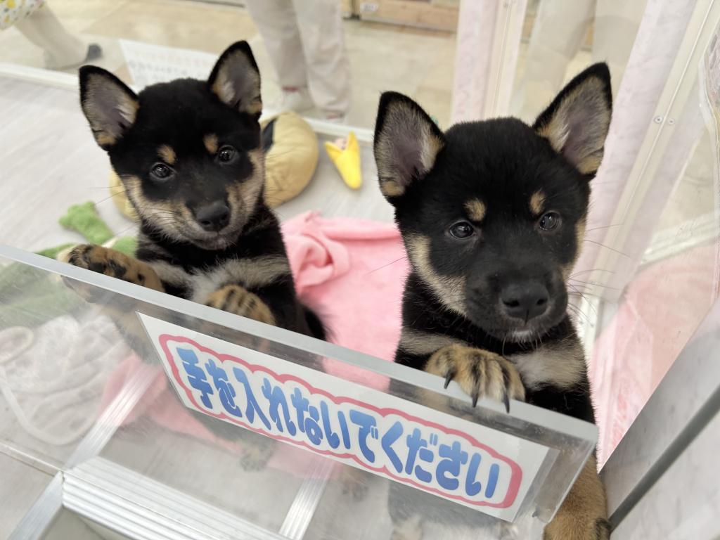 茨城県の柴犬(標準サイズ) (OneBuddyトモニーつくば店/2026年3月22日生まれ/女の子/黒)の子犬の1枚目の画像