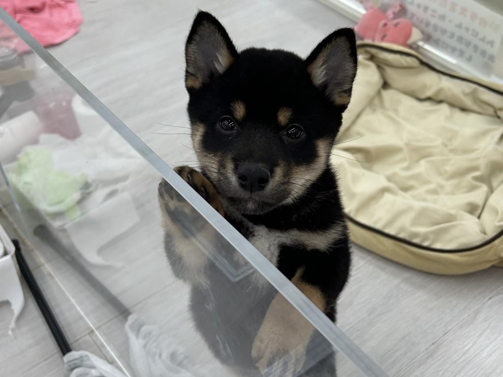 茨城県の柴犬(標準サイズ) (OneBuddyトモニーつくば店/2026年3月22日生まれ/女の子/黒)の子犬の3枚目の画像