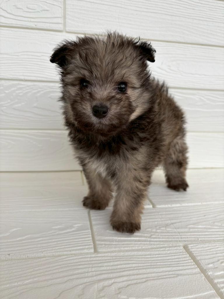 埼玉県のハーフ犬・ミックス犬 (ペットプラザ草加松原店/2026年1月16日生まれ/男の子/セーブル)の子犬