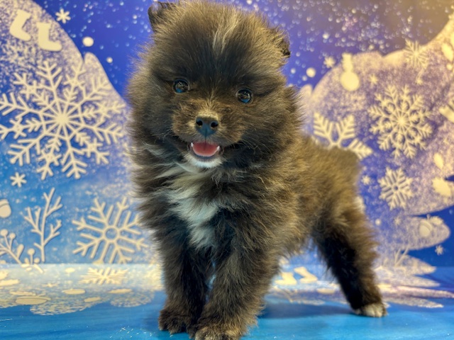 2026年1月16日生まれのハーフ犬・ミックス犬