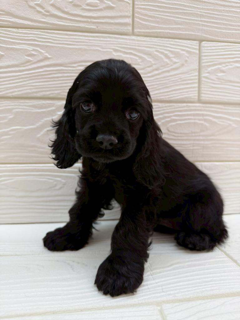 埼玉県のアメリカンコッカースパニエル (ペットプラザ草加松原店/2026年1月20日生まれ/女の子/BK)の子犬