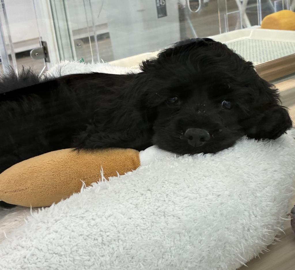 北海道のアメリカンコッカースパニエル (ジャパンペッツトレーディング釧路店/2026年1月20日生まれ/男の子/BK)の子犬