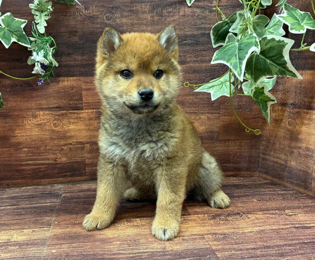 千葉県の柴犬(標準サイズ) (ペッツワン市原店/2026年1月7日生まれ/男の子/赤)の子犬