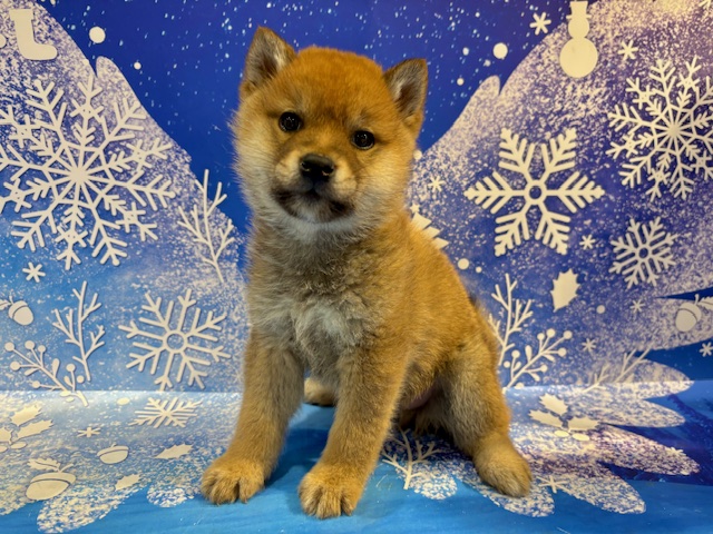 栃木県の柴犬(標準サイズ) (ペッツワン小山店/2026年1月7日生まれ/男の子/赤)の子犬の1枚目の画像