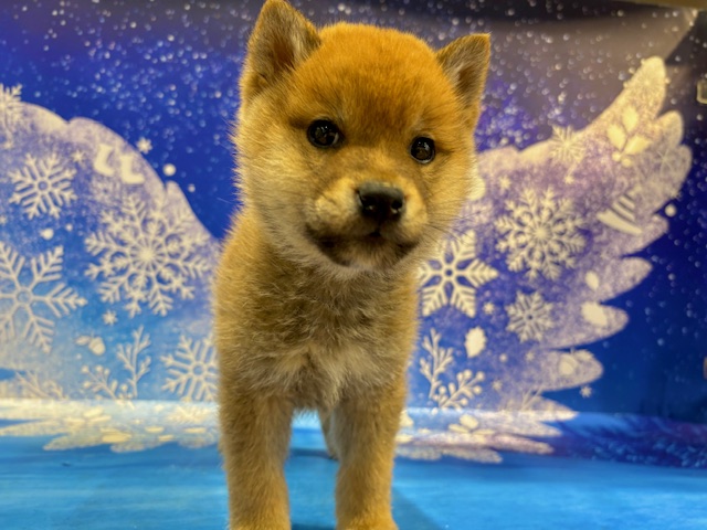 栃木県の柴犬(標準サイズ) (ペッツワン小山店/2026年1月7日生まれ/男の子/赤)の子犬の2枚目の画像
