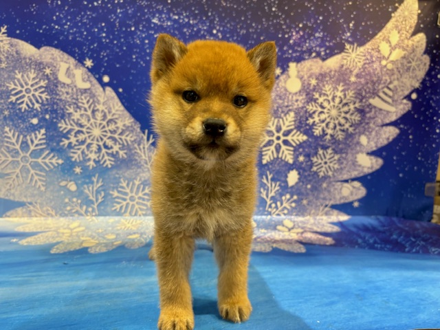 栃木県の柴犬(標準サイズ) (ペッツワン小山店/2026年1月7日生まれ/男の子/赤)の子犬の3枚目の画像