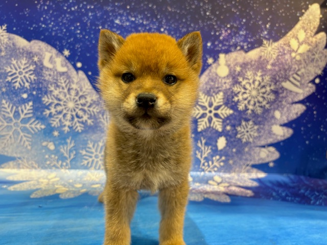 栃木県の柴犬(標準サイズ) (ペッツワン小山店/2026年1月7日生まれ/男の子/赤)の子犬の4枚目の画像