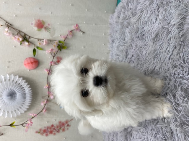 茨城県のハーフ犬・ミックス犬 (ペットアミつくば東店/2026年1月8日生まれ/男の子/ホワイト)の子犬