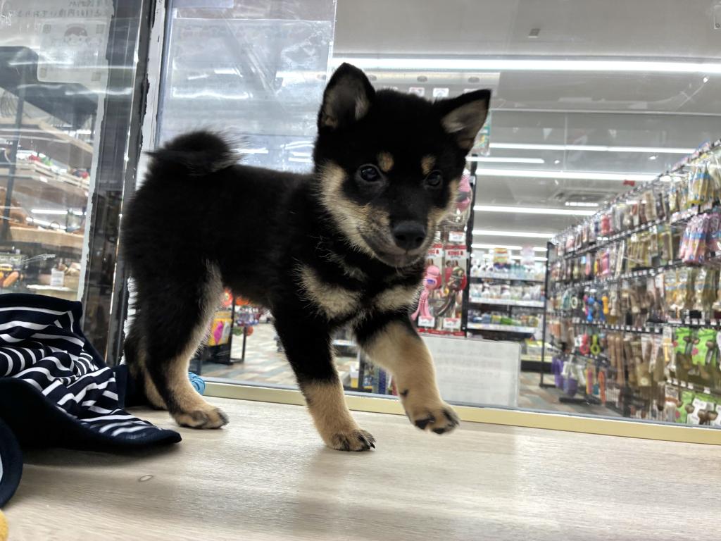 北海道の柴犬(標準サイズ) (ジャパンペッツトレーディング新発寒店/2026年3月22日生まれ/男の子/黒)の子犬の2枚目の画像