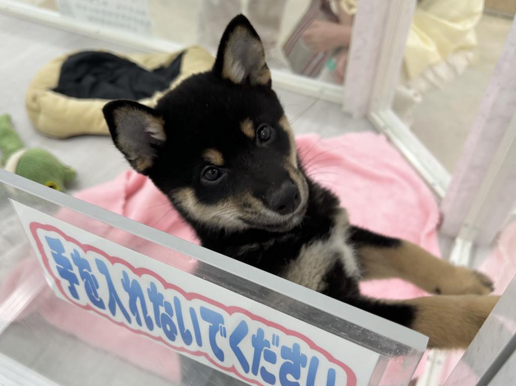 茨城県の柴犬(標準サイズ) (OneBuddyトモニーつくば店/2026年3月22日生まれ/男の子/黒)の子犬の1枚目の画像