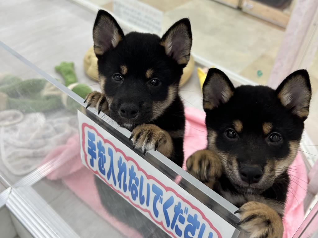 茨城県の柴犬(標準サイズ) (OneBuddyトモニーつくば店/2026年3月22日生まれ/男の子/黒)の子犬の3枚目の画像