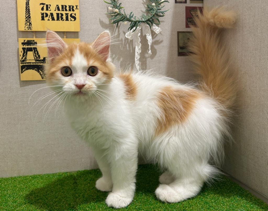 茨城県のラガマフィン (ペッツワン水戸店/2026年2月22日生まれ/男の子/R/W)の子猫の1枚目の画像