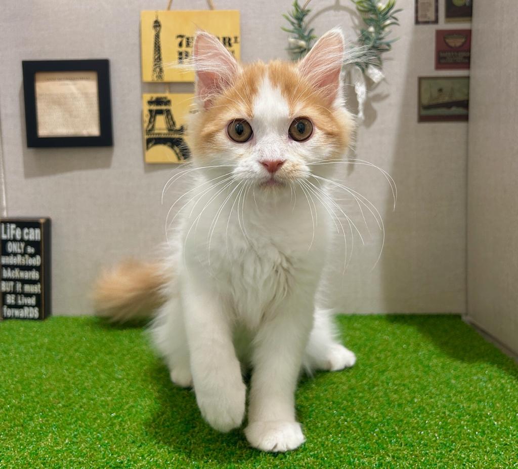 茨城県のラガマフィン (ペッツワン水戸店/2026年2月22日生まれ/男の子/R/W)の子猫の2枚目の画像