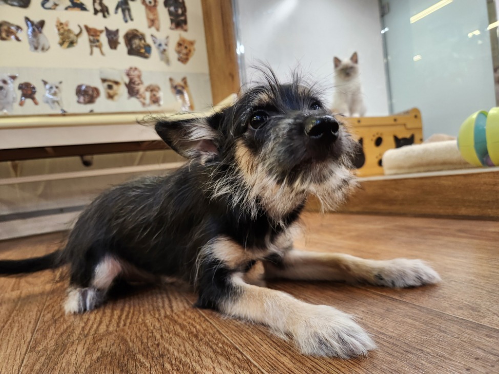 埼玉県のハーフ犬・ミックス犬 (OneDo吹上店/2026年2月25日生まれ/男の子/ブラックタン)の子犬の1枚目の画像