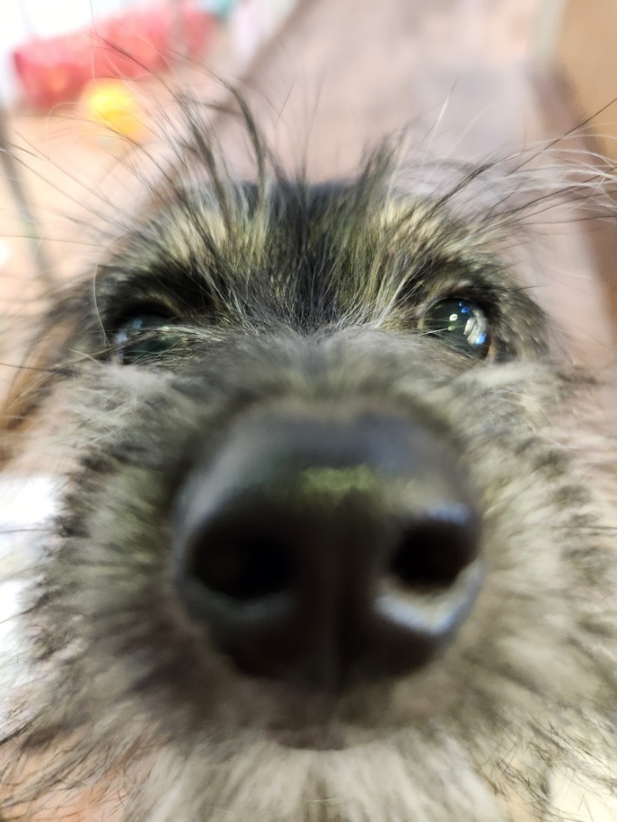 埼玉県のハーフ犬・ミックス犬 (OneDo吹上店/2026年2月25日生まれ/男の子/ブラックタン)の子犬の2枚目の画像