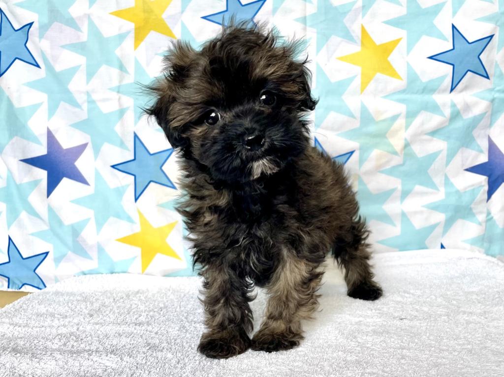茨城県のハーフ犬・ミックス犬 (OneBuddyトモニー水戸店/2026年3月5日生まれ/女の子/ブリンドル)の子犬