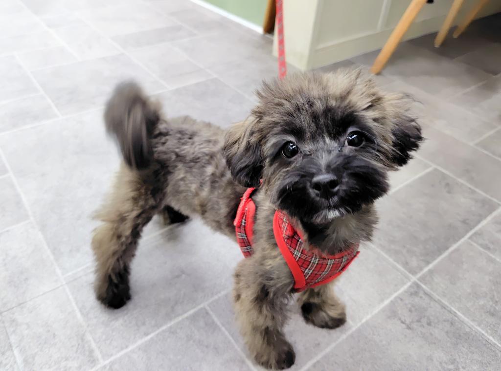 茨城県のハーフ犬・ミックス犬 (OneBuddyトモニー水戸店/2026年3月5日生まれ/女の子/ブリンドル)の子犬の2枚目の画像