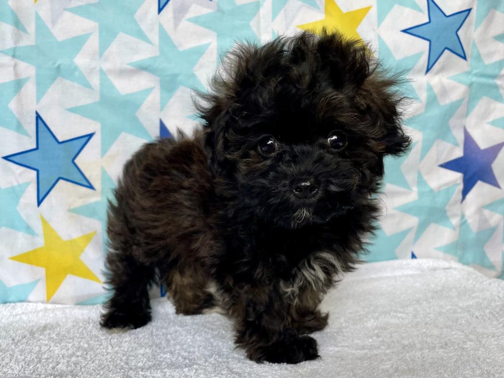 茨城県のハーフ犬・ミックス犬 (OneBuddyトモニー水戸店/2026年3月5日生まれ/男の子/ブリンドル)の子犬
