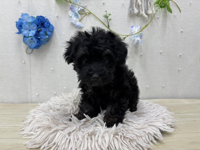 茨城県のハーフ犬・ミックス犬 (ペットアミつくば東店/2026年3月6日生まれ/男の子/ブラックタン)の子犬