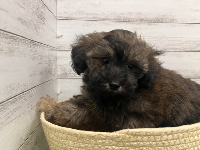 茨城県のハーフ犬・ミックス犬 (OneBuddyトモニーつくば店/2026年3月6日生まれ/男の子/ブリンドル)の子犬の1枚目の画像