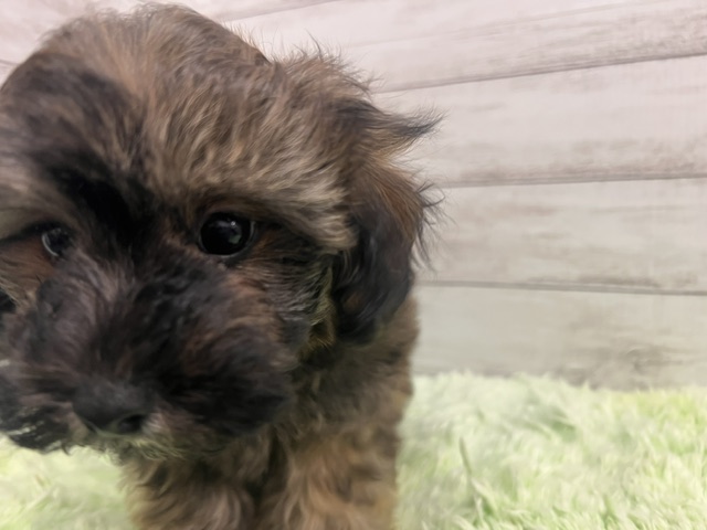茨城県のハーフ犬・ミックス犬 (OneBuddyトモニーつくば店/2026年3月6日生まれ/男の子/ブリンドル)の子犬の2枚目の画像
