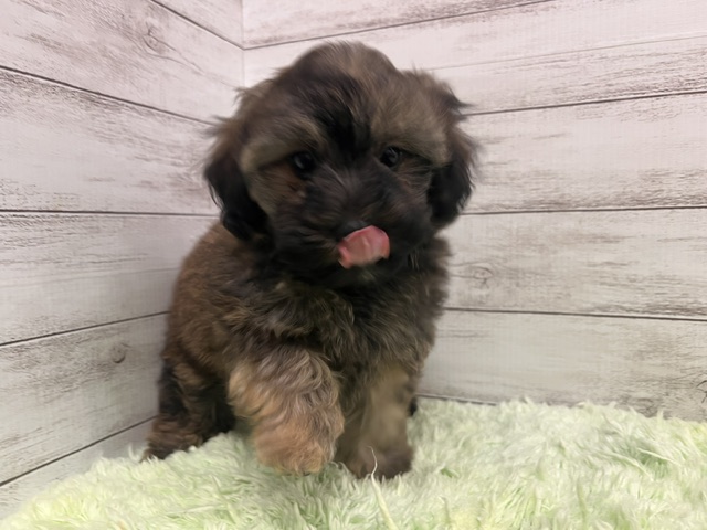 茨城県のハーフ犬・ミックス犬 (OneBuddyトモニーつくば店/2026年3月6日生まれ/男の子/ブリンドル)の子犬の3枚目の画像
