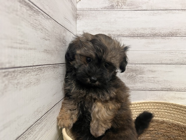 茨城県のハーフ犬・ミックス犬 (OneBuddyトモニーつくば店/2026年3月6日生まれ/男の子/ブリンドル)の子犬の4枚目の画像
